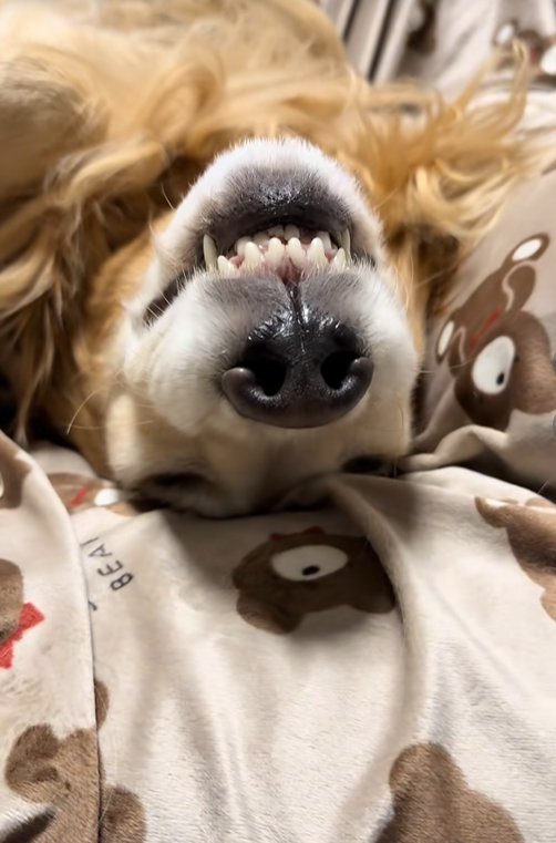 眠る大型犬のアップ