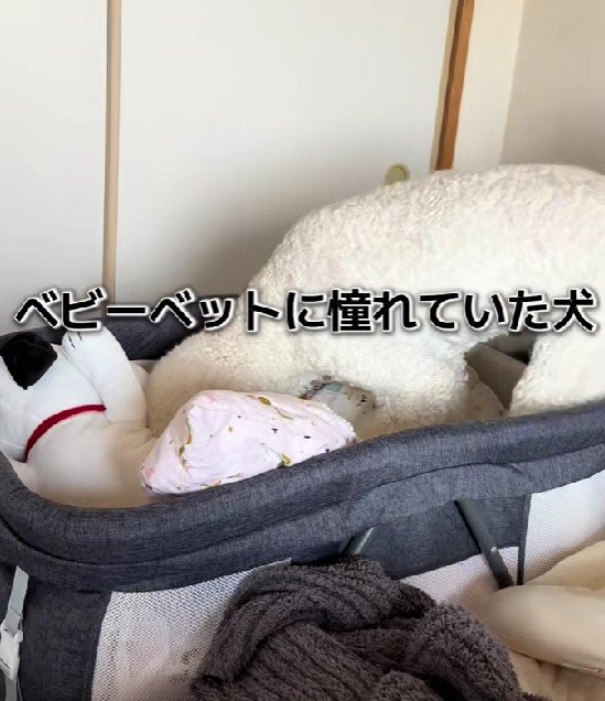 ベビーベッドに侵入するウナちゃん