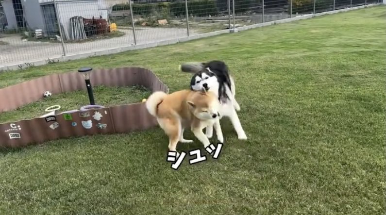 大御所、激突回避！