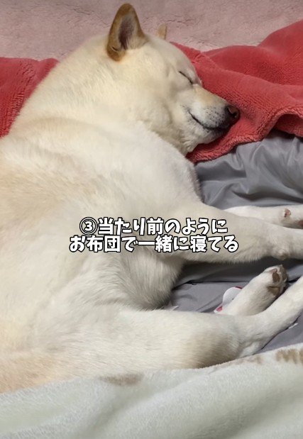 布団で寝る姿は人間のよう…