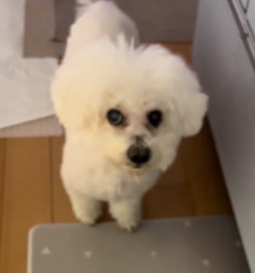 飼い主を上目遣いで見上げる犬