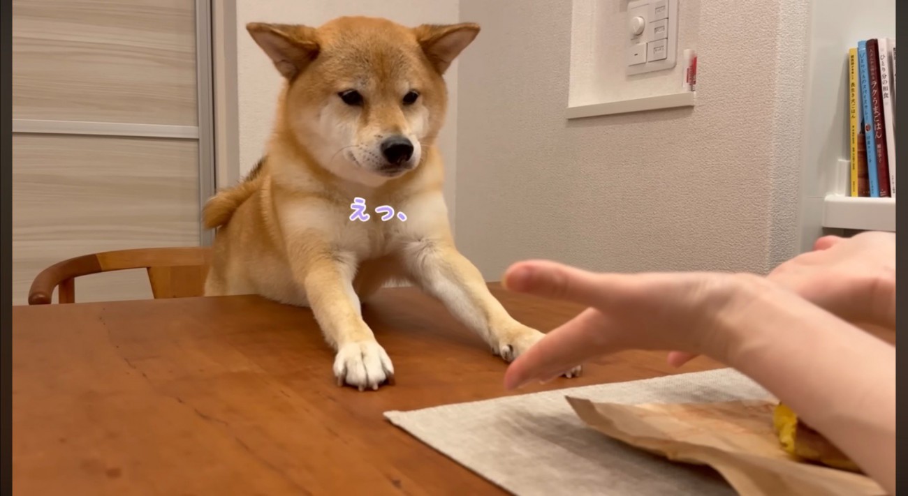 飼い主に手のひらを見せられて耳を倒す犬