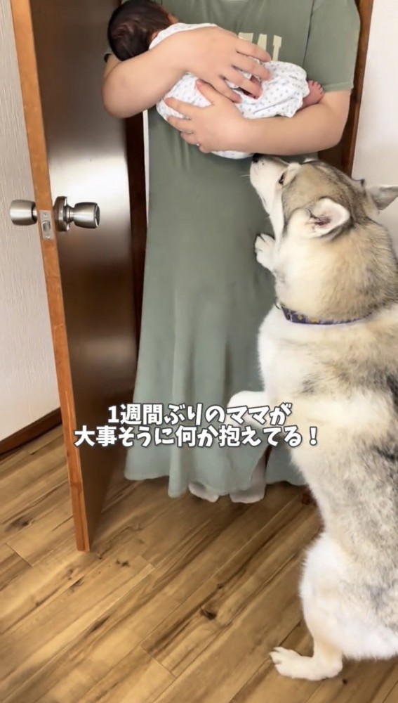 赤ちゃんを見上げる犬