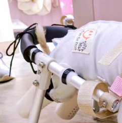 車椅子に固定された犬の後ろ足