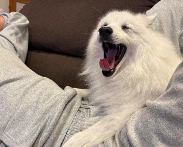 子犬みたいにチャーミングな一面も