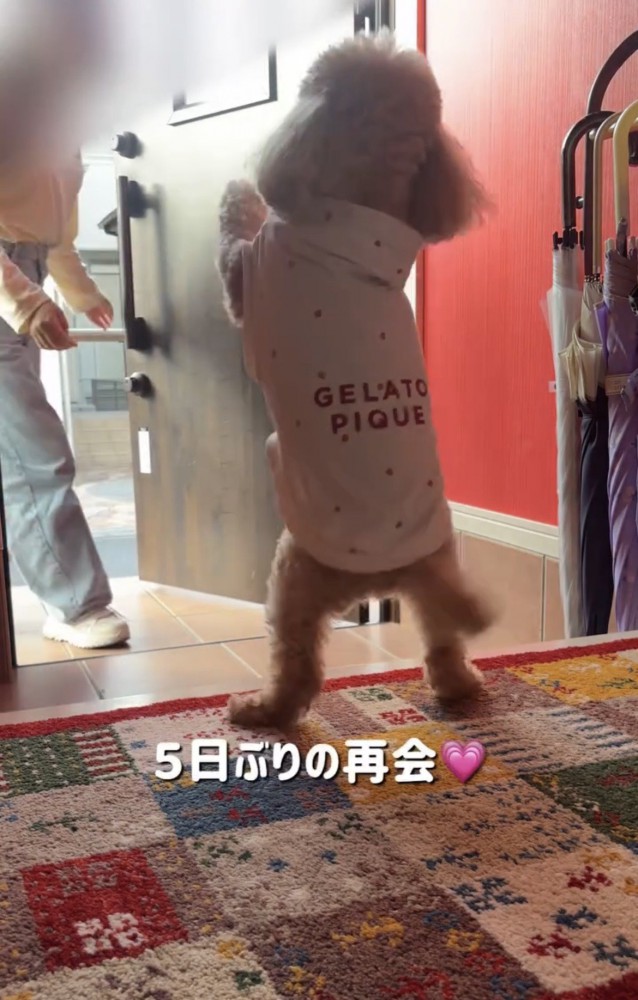 人を迎えて跳びはねる犬