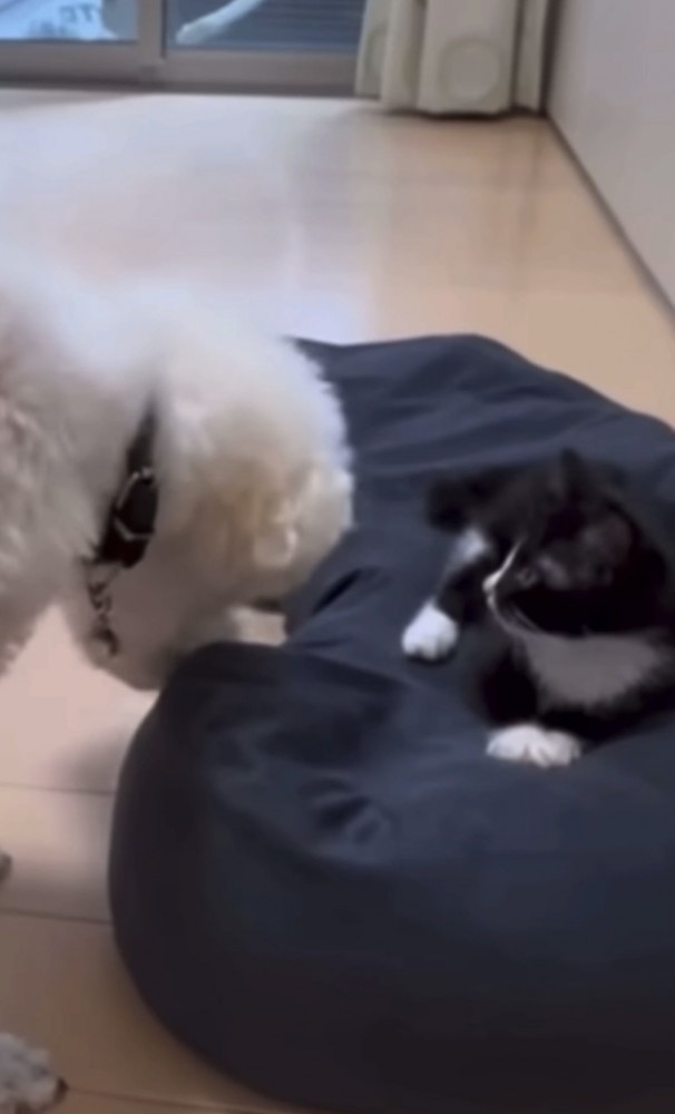 ベッドをゆずる犬