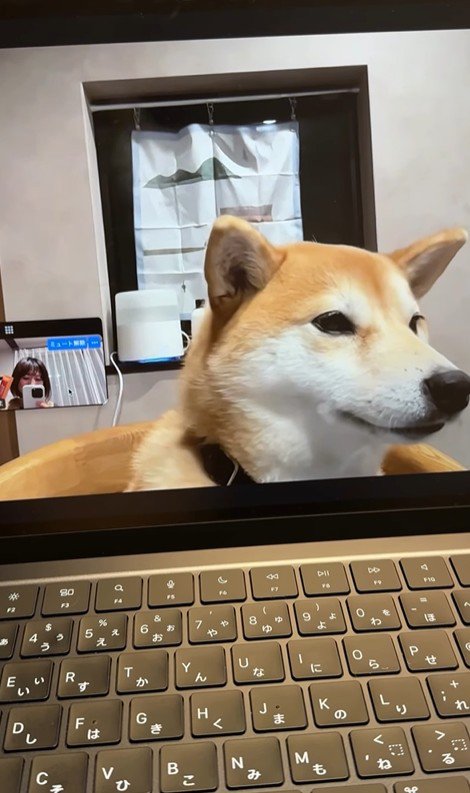 zoom会議中のみかんちゃん⑩