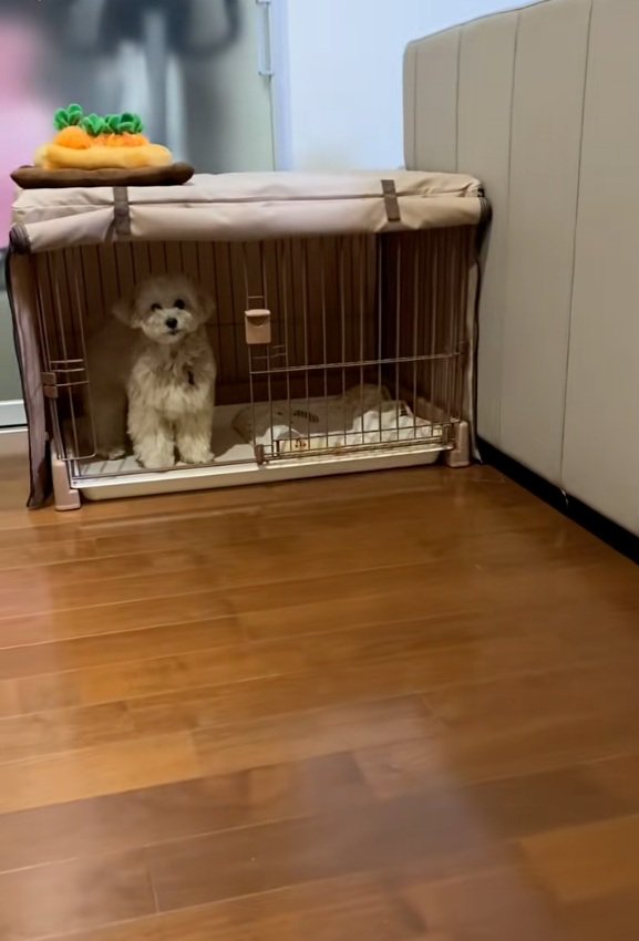 ケージに入ったワンコ