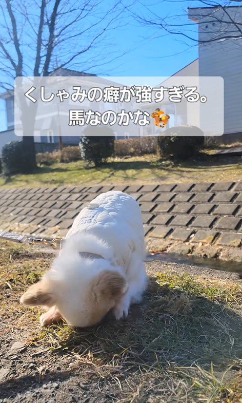 たねちゃんのくしゃみ5