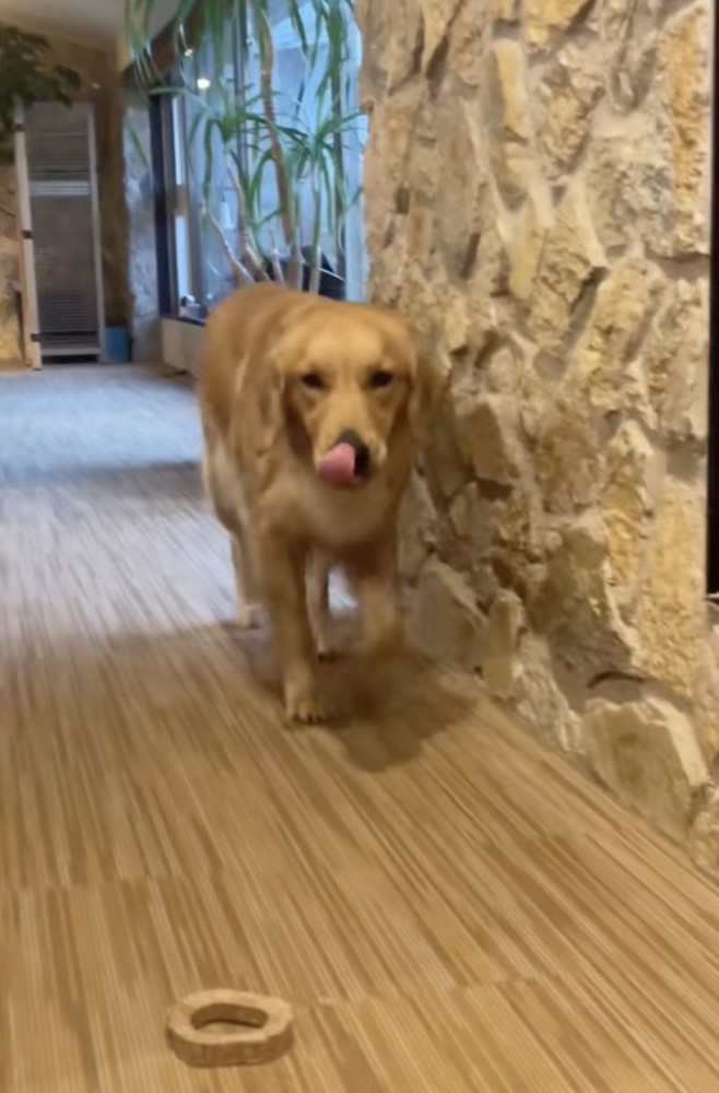 緊張のペロペロ