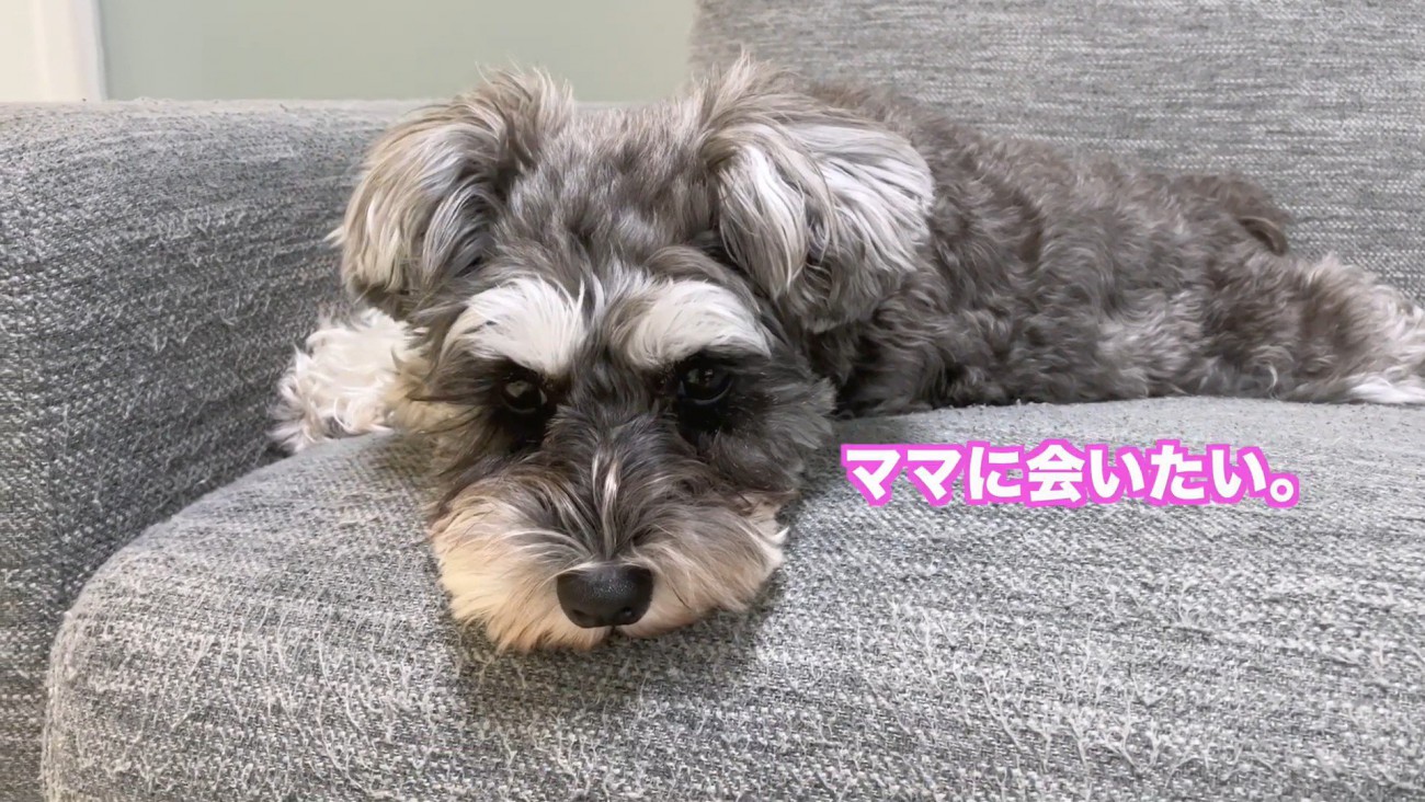 ママさんを恋しがるティノちゃん