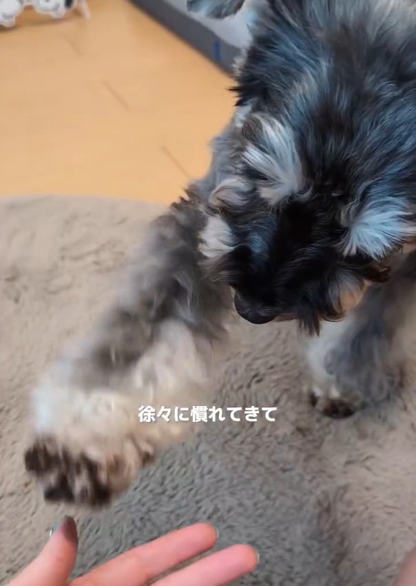 慣れてきたルアナちゃん