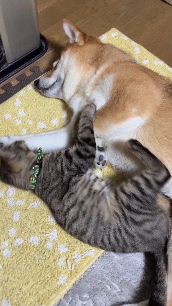 犬の隣に寝そべる猫