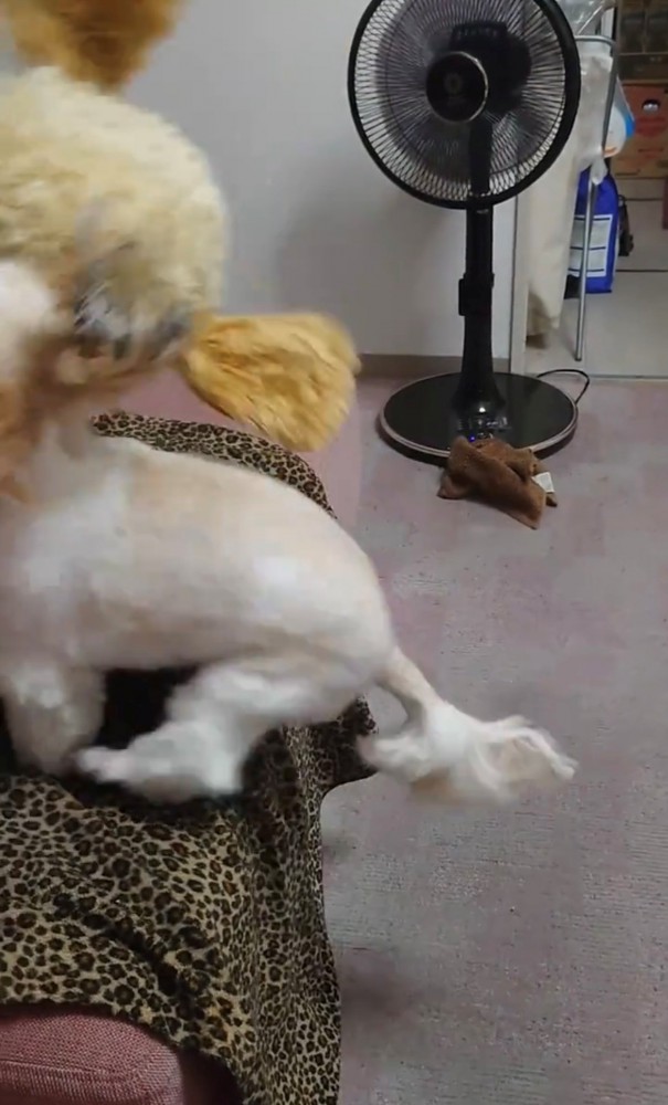 ぬいぐるみと一緒にジャンプする犬