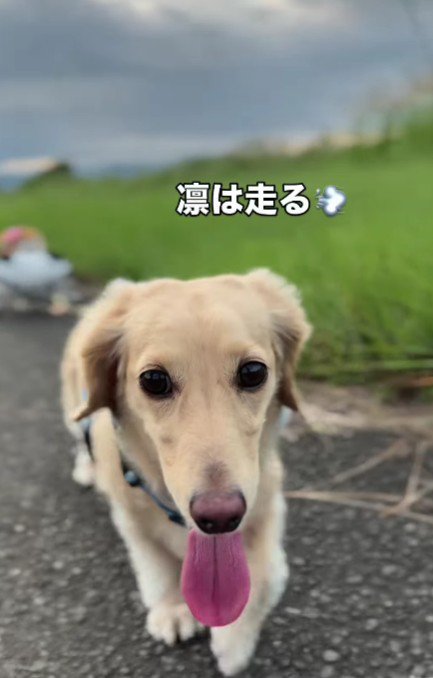 凛ちゃんに引いてもらってるよ！