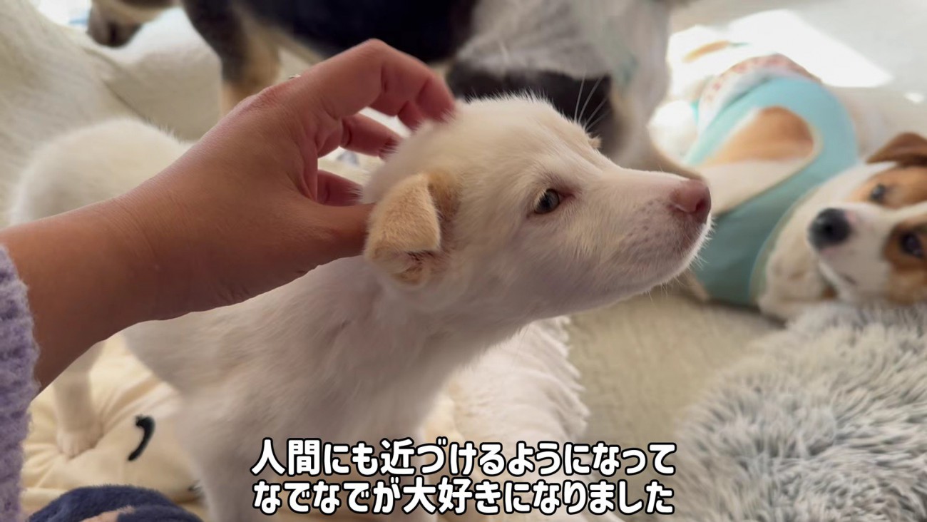 人間とも徐々に距離が縮まった