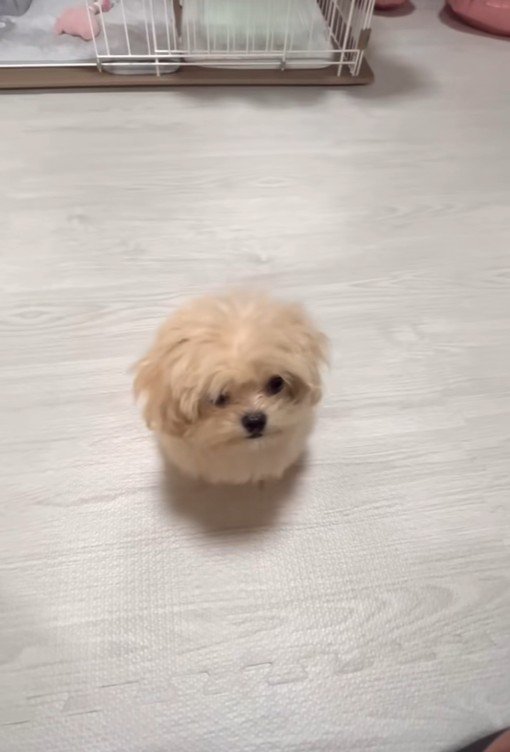 芸を披露するみるくちゃん