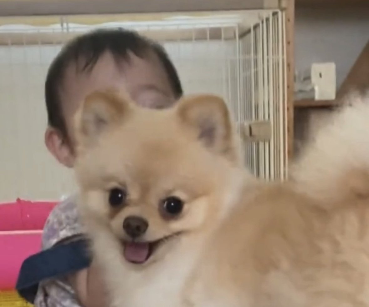 楽しそうな表情の犬