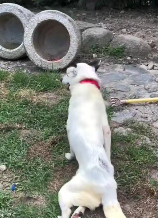 下半身不随になったレンちゃん