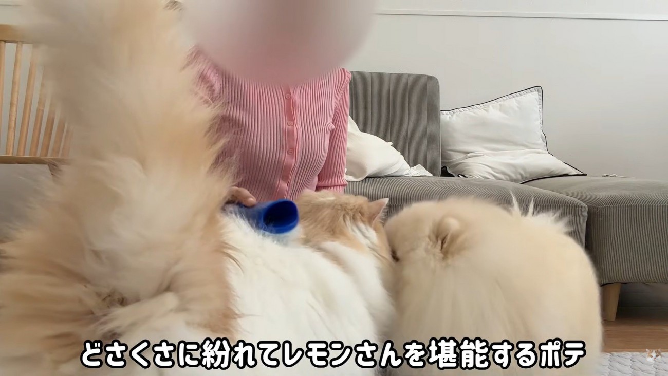 ポテチくんがお顔をスリスリ♪