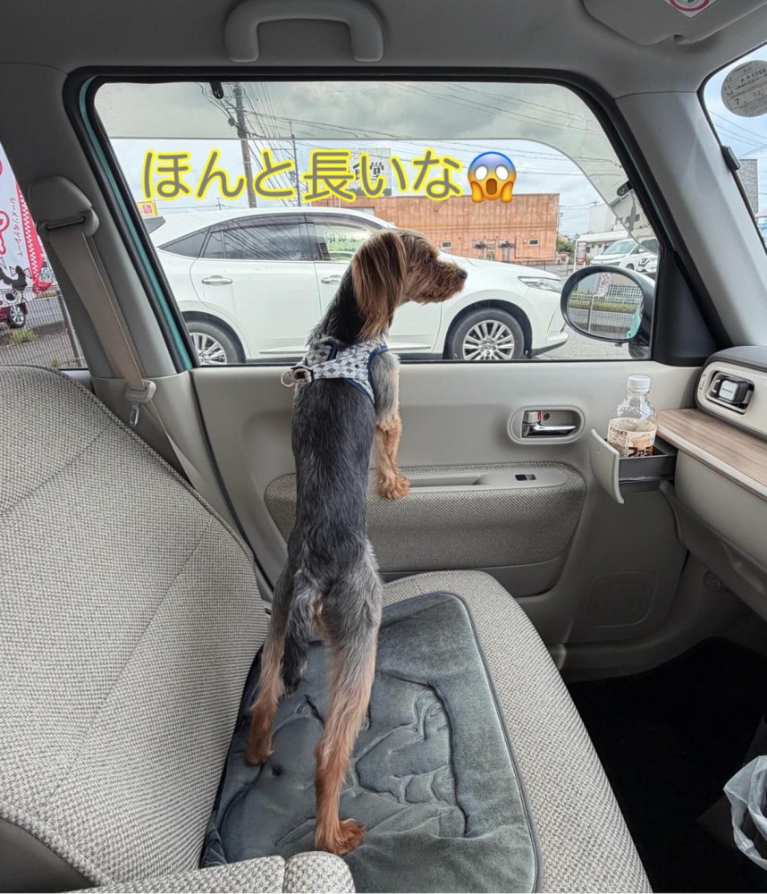 全長が長い犬