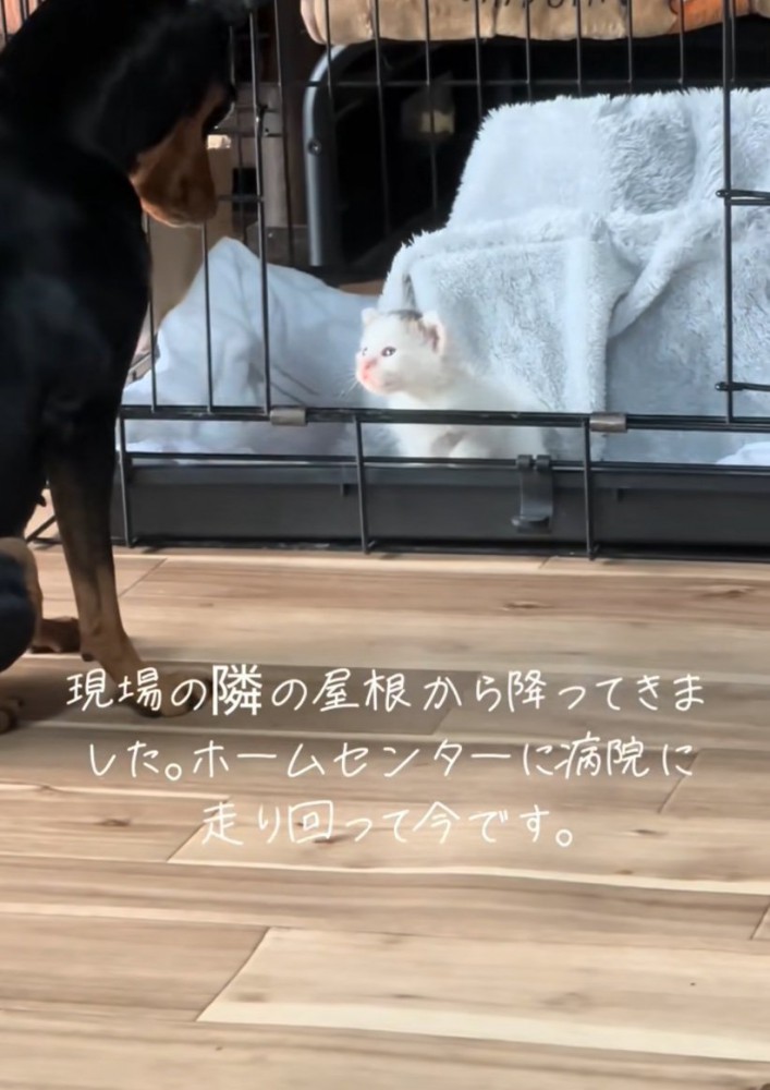 子猫を見つめる犬