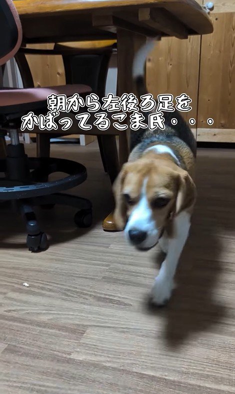 足をかばうこま君