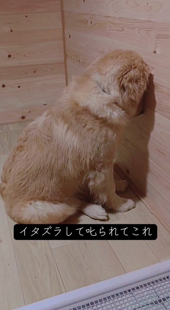 壁に頭をつけて反省する子犬