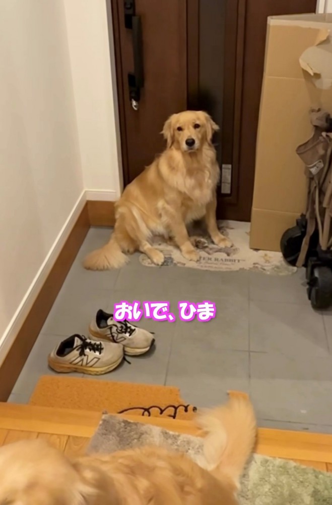 玄関にぽつんと残る犬