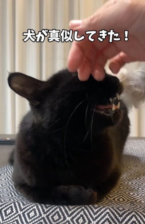 猫を撫でようとする小型犬の手