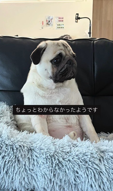 人間のように座るまめぞう君8