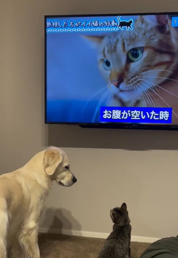 またオレオくんを見るるちるちゃん