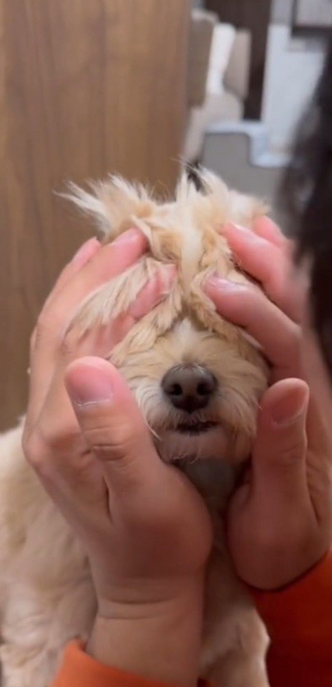 犬の耳を前に倒して、犬の目を隠す飼い主