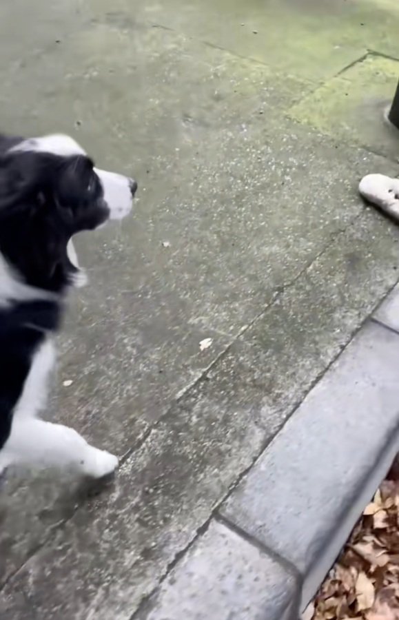 手袋を見つけたワンコ