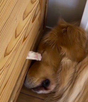 犬の目に前足を当てる猫