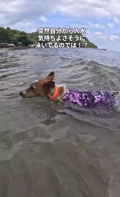 海を泳ぐジャックラッセルテリア