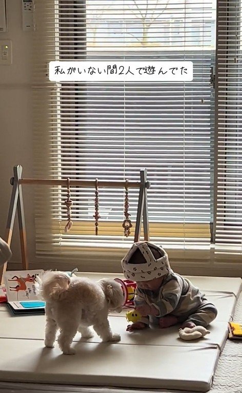 おもちゃで遊ぶワンコと赤ちゃん6