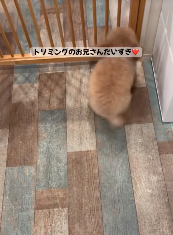 ゲートに近寄る犬