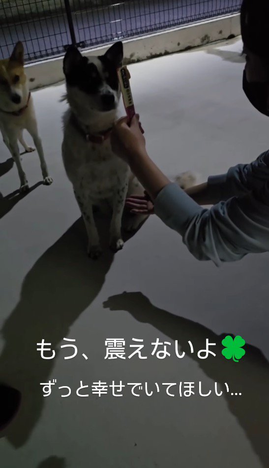 おやつを見ておすわりをする黒い犬