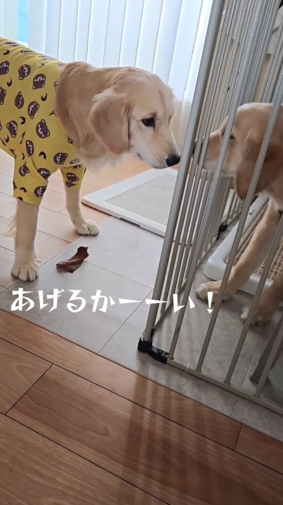 ケージ越しに見つめ合う姉犬と弟犬