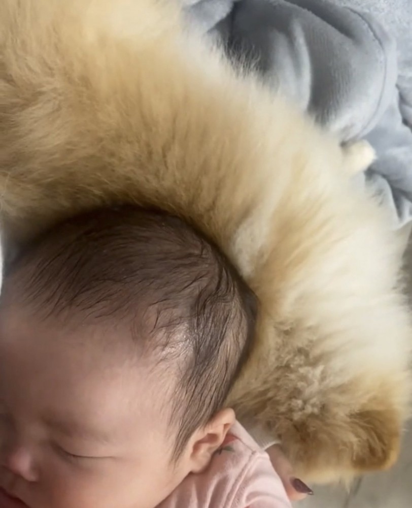 赤ちゃんに添い寝する犬