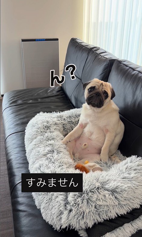 人間のように座るまめぞう君5