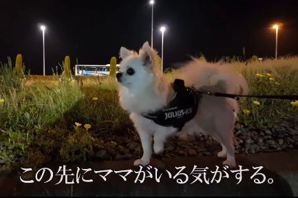 ママの声だと確信