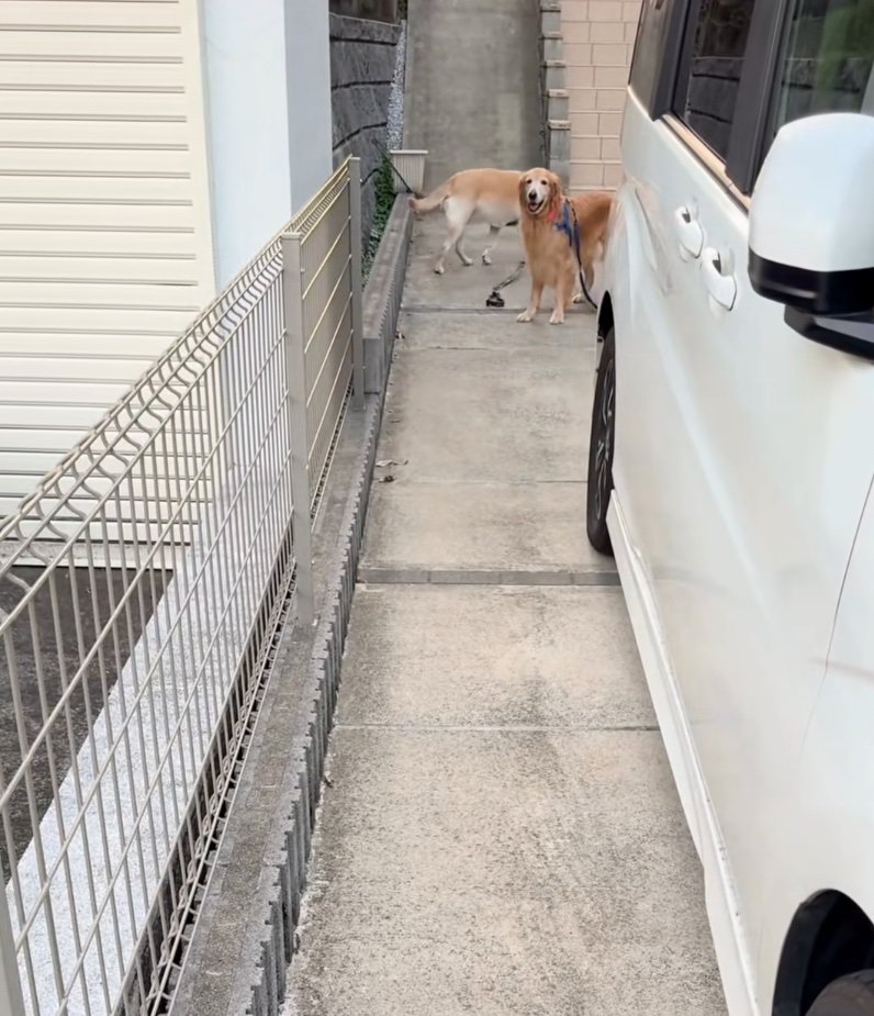 覗き込む大型犬