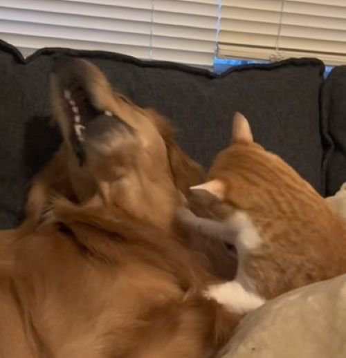 チョコビくんもナイスリアクション（笑）