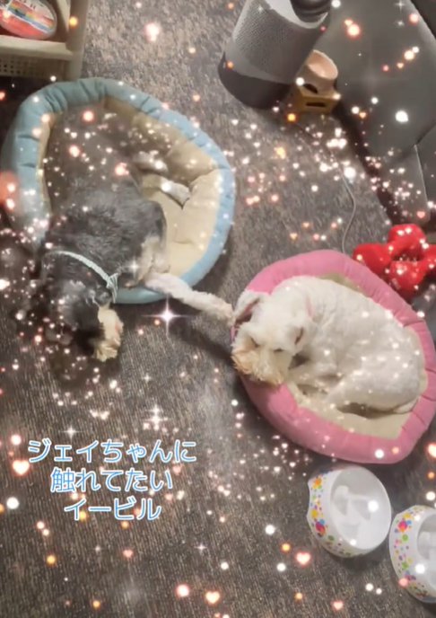 寝ている2匹の犬1