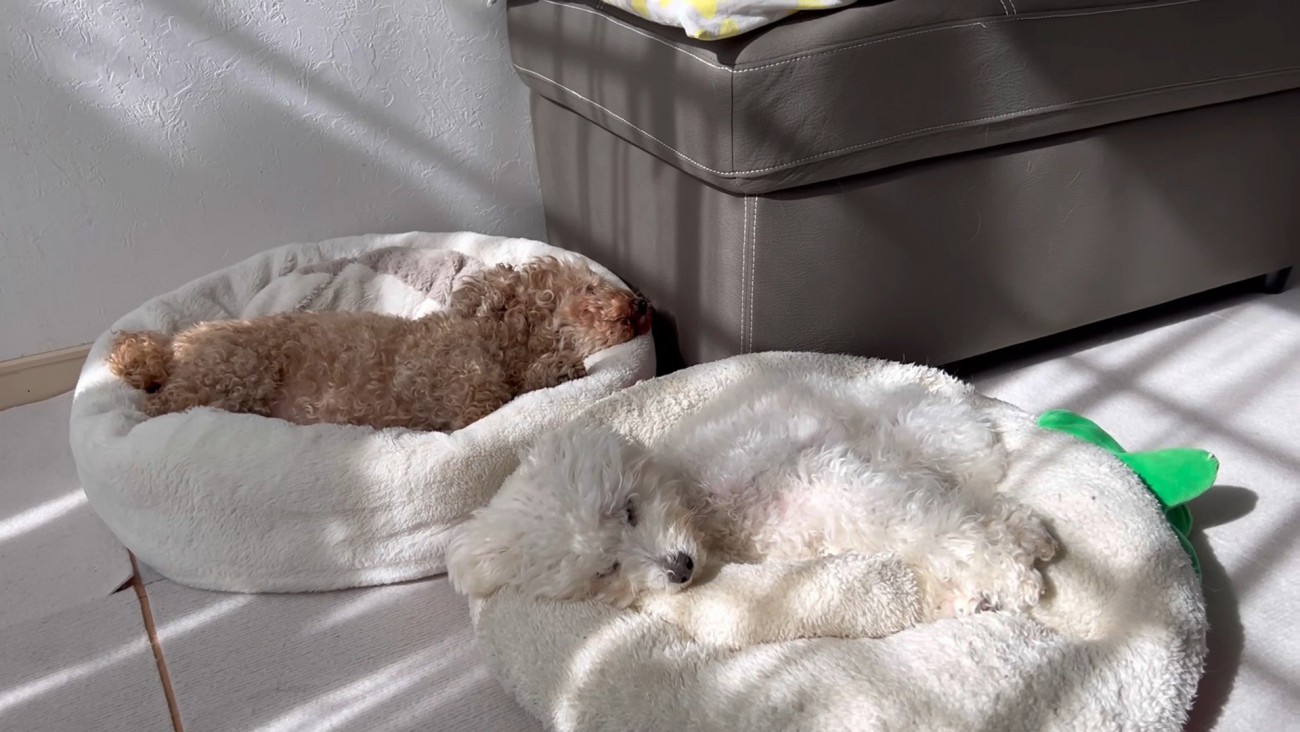 ベッドが羨ましいぷりんくん2