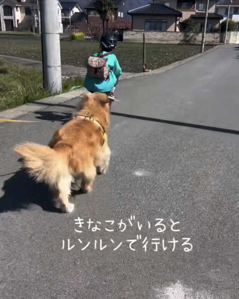 自転車を追いかける犬