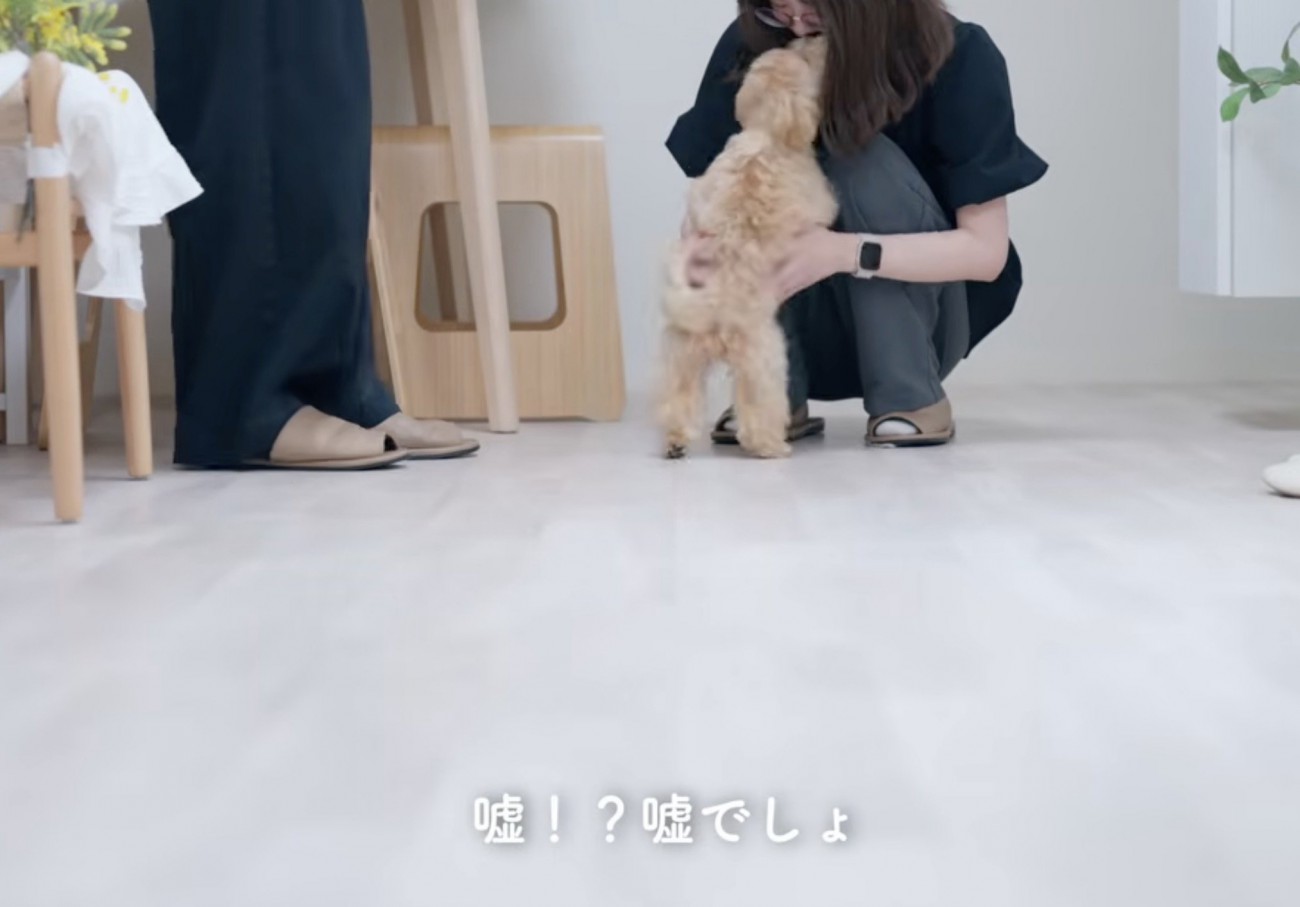 トリミングされた犬を見て驚きの声をあげる飼い主